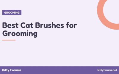 Best Cat Brushes for Grooming