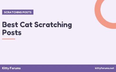 Best Cat Scratching Posts