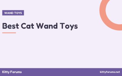 Best Cat Wand Toys
