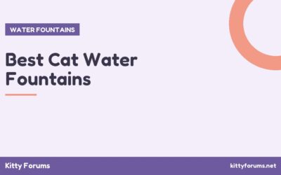 Best Cat Water Fountains