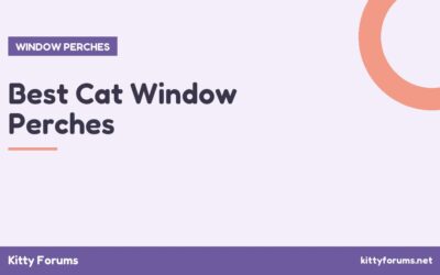 Best Cat Window Perches