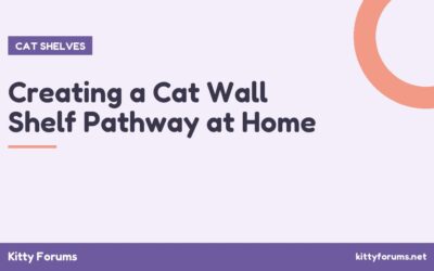 Creating a Cat Wall Shelf Pathway at Home