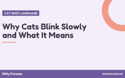 Why Cats Blink Slowly and What It Means
