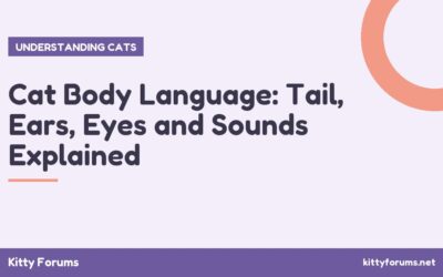 Cat Body Language: Tail, Ears, Eyes and Sounds Explained