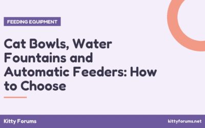 Cat Bowls, Water Fountains and Automatic Feeders: How to Choose