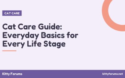 Cat Care Guide: Everyday Basics for Every Life Stage