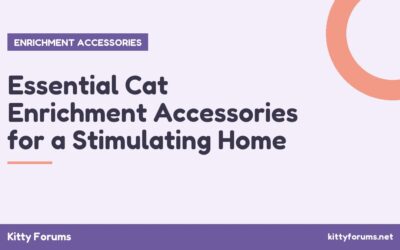Essential Cat Enrichment Accessories for a Stimulating Home