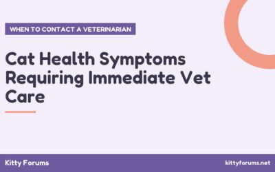 Cat Health Symptoms Requiring Immediate Vet Care