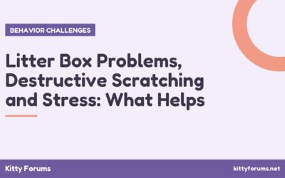 Litter Box Problems, Destructive Scratching and Stress: What Helps
