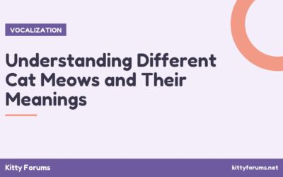 Understanding Different Cat Meows and Their Meanings