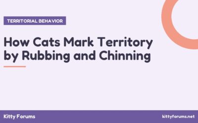 How Cats Mark Territory by Rubbing and Chinning