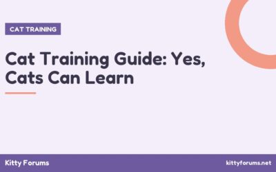 Cat Training Guide: Yes, Cats Can Learn