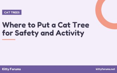 Where to Put a Cat Tree for Safety and Activity