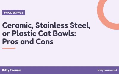 Ceramic, Stainless Steel, or Plastic Cat Bowls: Pros and Cons
