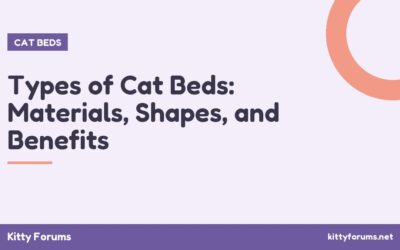 Types of Cat Beds: Materials, Shapes, and Benefits