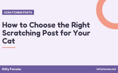 How to Choose the Right Scratching Post for Your Cat