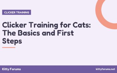 Clicker Training for Cats: The Basics and First Steps