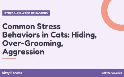 Common Stress Behaviors in Cats: Hiding, Over-Grooming, Aggression