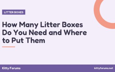How Many Litter Boxes Do You Need and Where to Put Them