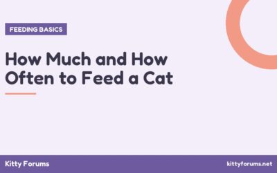 How Much and How Often to Feed a Cat
