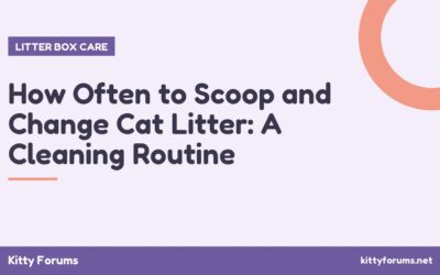 How Often to Scoop and Change Cat Litter: A Cleaning Routine