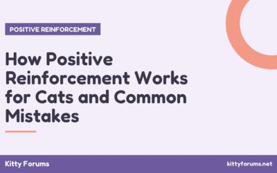 How Positive Reinforcement Works for Cats and Common Mistakes