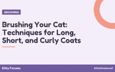 Brushing Your Cat: Techniques for Long, Short, and Curly Coats