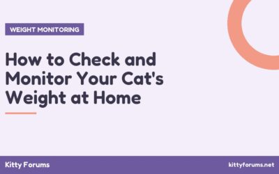 How to Check and Monitor Your Cat’s Weight at Home
