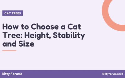 How to Choose a Cat Tree: Height, Stability and Size