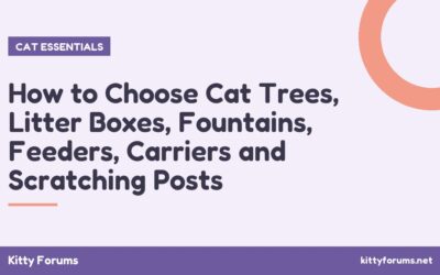 How to Choose Cat Trees, Litter Boxes, Fountains, Feeders, Carriers and Scratching Posts