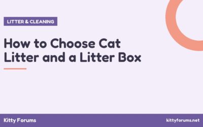 How to Choose Cat Litter and a Litter Box
