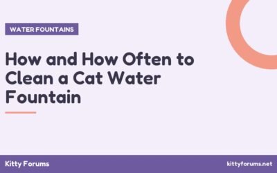 How and How Often to Clean a Cat Water Fountain