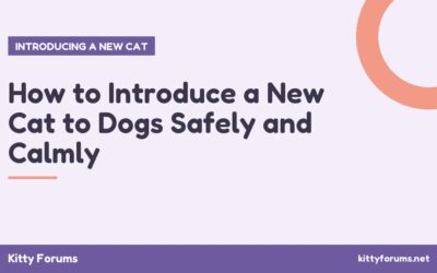 How to Introduce a New Cat to Dogs Safely and Calmly