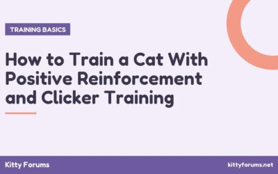 How to Train a Cat With Positive Reinforcement and Clicker Training
