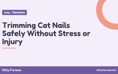 Trimming Cat Nails Safely Without Stress or Injury