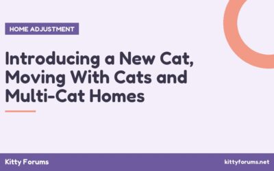 Introducing a New Cat, Moving With Cats and Multi-Cat Homes