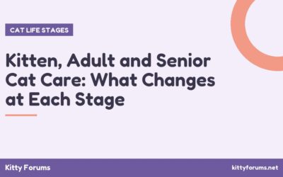 Kitten, Adult and Senior Cat Care: What Changes at Each Stage