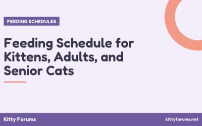 Feeding Schedule for Kittens, Adults, and Senior Cats