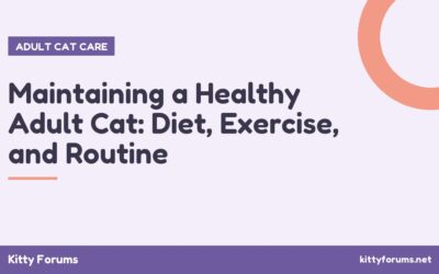 Maintaining a Healthy Adult Cat: Diet, Exercise, and Routine