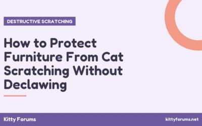 How to Protect Furniture From Cat Scratching Without Declawing