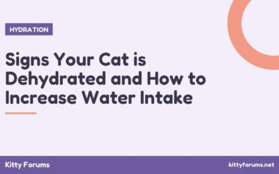 Signs Your Cat is Dehydrated and How to Increase Water Intake
