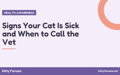 Signs Your Cat Is Sick and When to Call the Vet