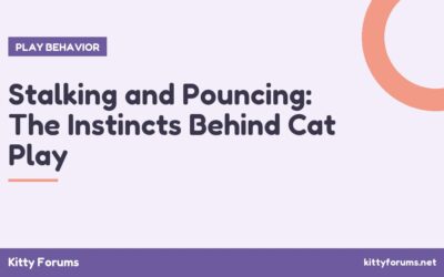 Stalking and Pouncing: The Instincts Behind Cat Play