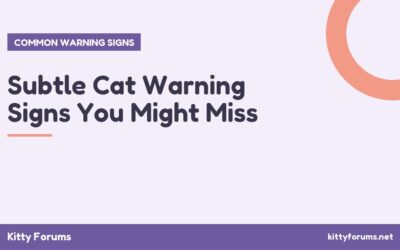 Subtle Cat Warning Signs You Might Miss