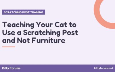Teaching Your Cat to Use a Scratching Post and Not Furniture