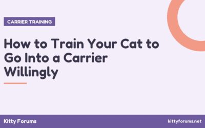 How to Train Your Cat to Go Into a Carrier Willingly