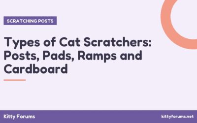 Types of Cat Scratchers: Posts, Pads, Ramps and Cardboard