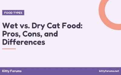 Wet vs. Dry Cat Food: Pros, Cons, and Differences