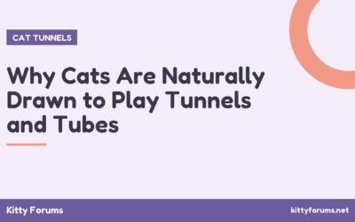 Why Cats Are Naturally Drawn to Play Tunnels and Tubes