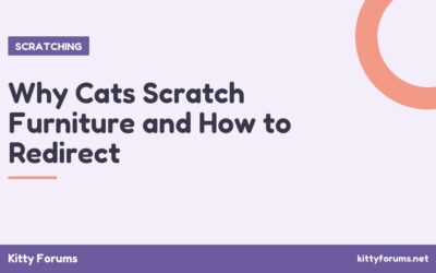 Why Cats Scratch Furniture and How to Redirect
